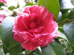 The camellia, Mum's favourite flower